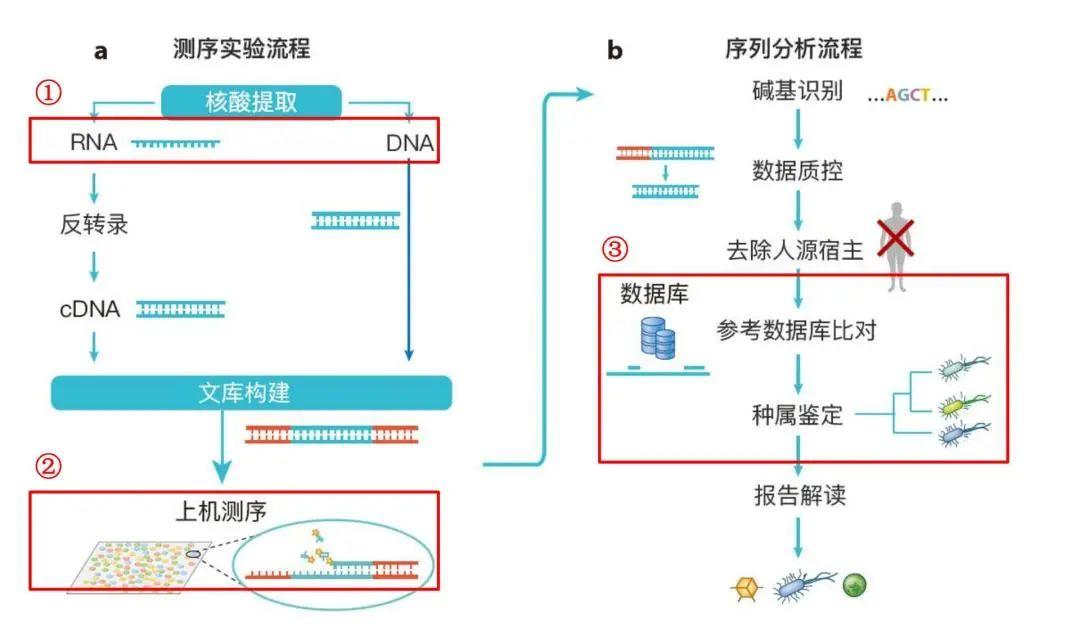 菌种鉴定的科学探索与实际应用