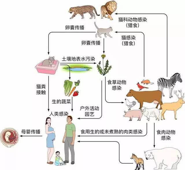 弓形虫检查，了解费用与重要性