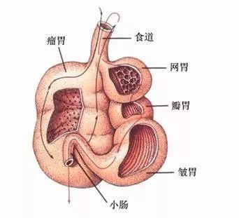 揭秘新生儿频繁打嗝的奥秘，从生理到护理的全面解析