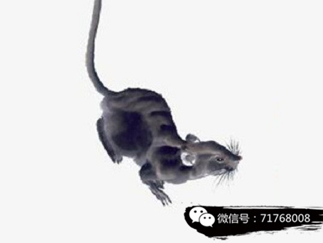 探索3D财运图库，红五图库与天牛的神秘世界