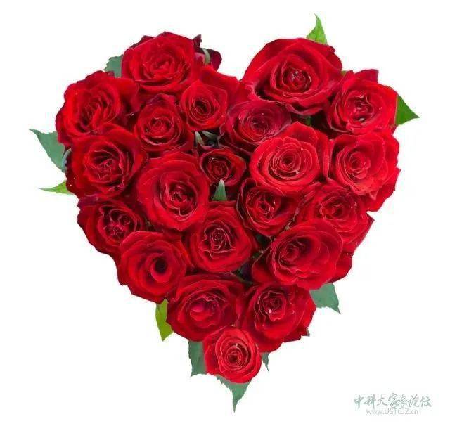 33朵玫瑰，爱的独特语言