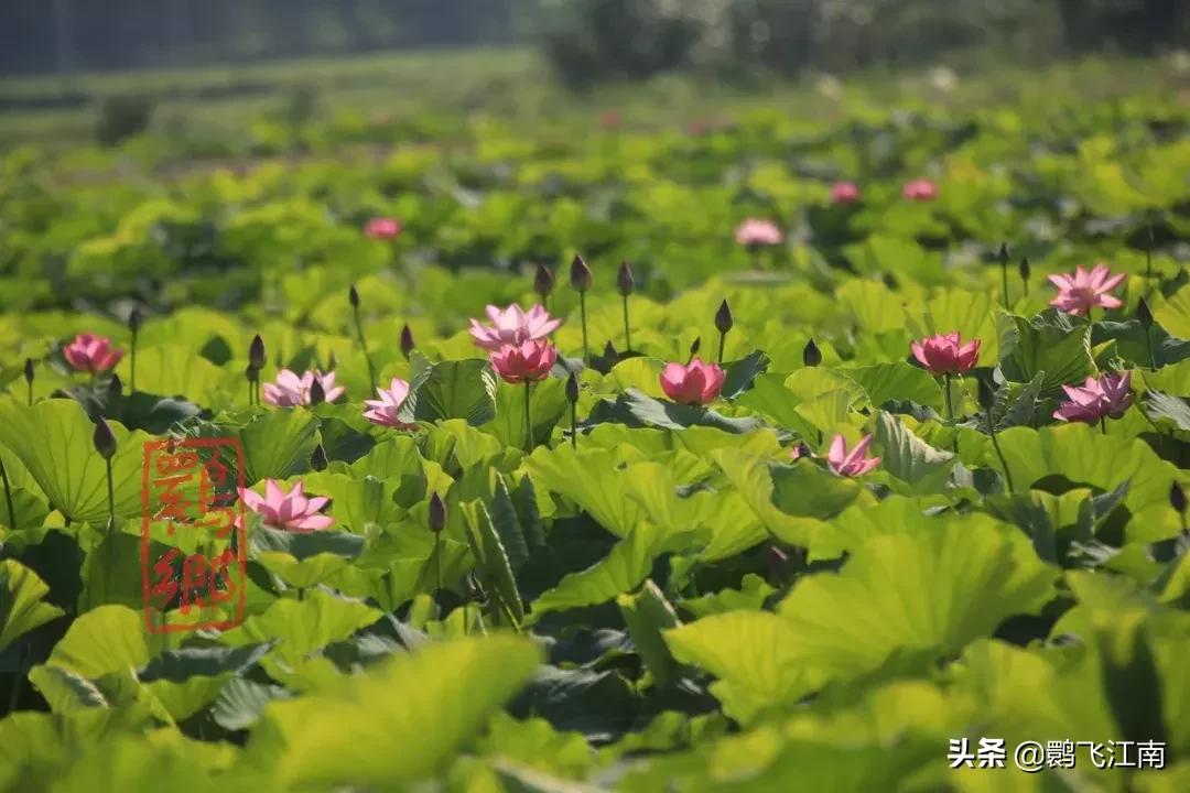 陕西3D开奖结果查询，揭秘数字背后的乐趣与期待