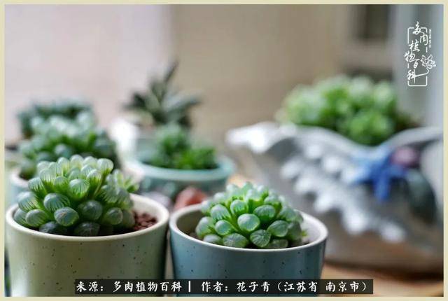 空心菜与双色球的奇妙邂逅，生活中的小确幸