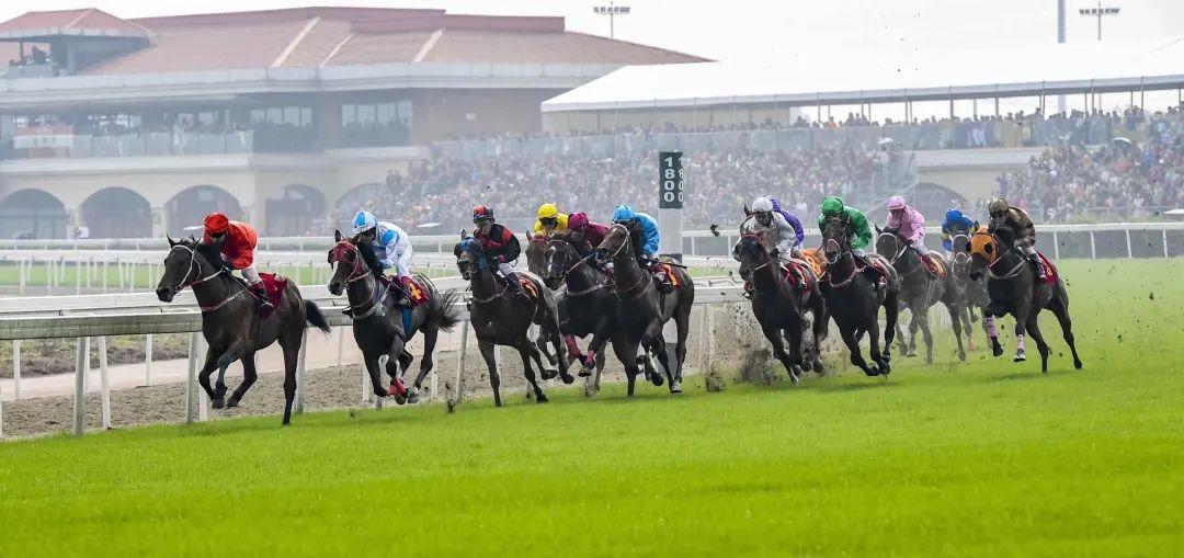 2018年马会免费资料大全，全面解析与使用指南马会2020年正版资料大全