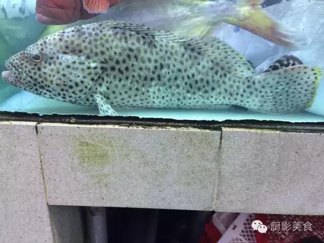 探索香港宝典，一本全面指南的深度剖析香港宝典大全资料大全一人食马