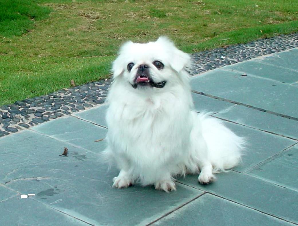 藏獒论坛，探索中国古老犬种的文化与交流平台藏獒论坛板块