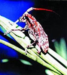 探索天牛红五图库大全，解锁数字游戏新世界3D天牛红五图库大全