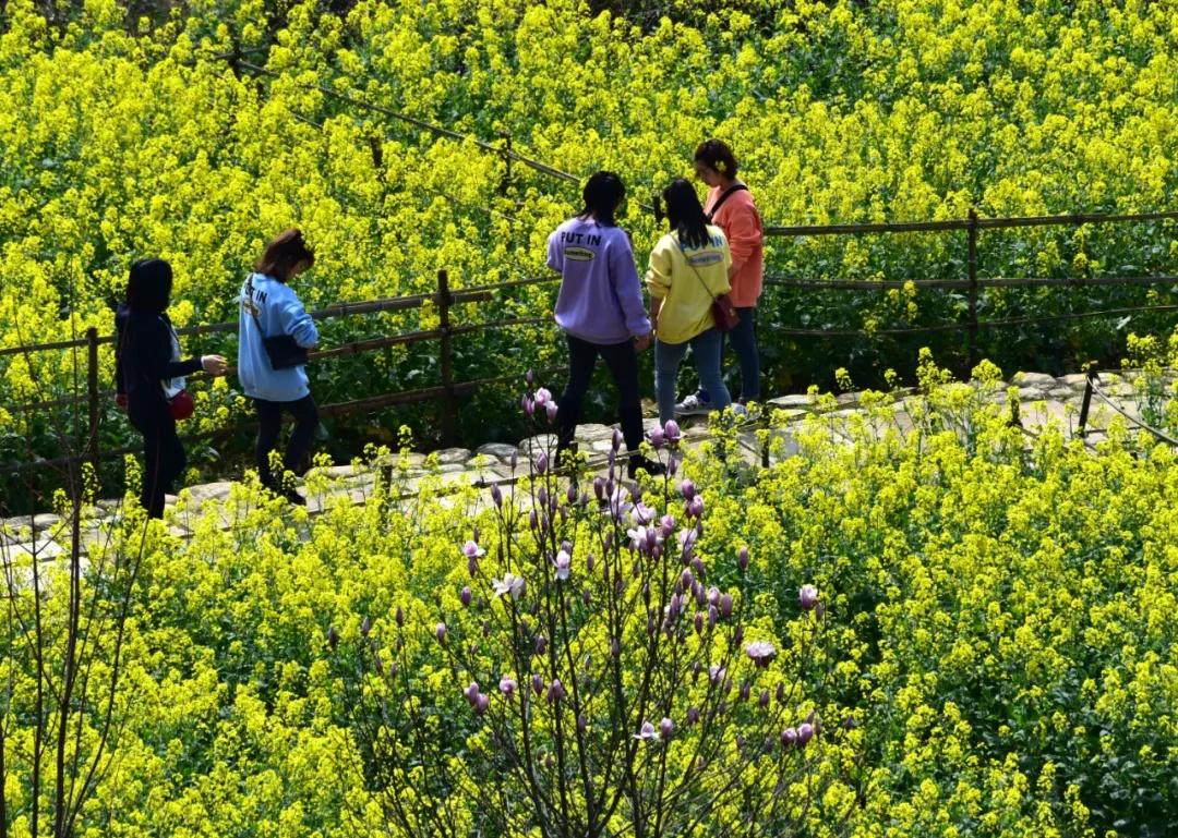 央视体育免费直播，全民共享的精彩盛宴央视体育免费直播下载