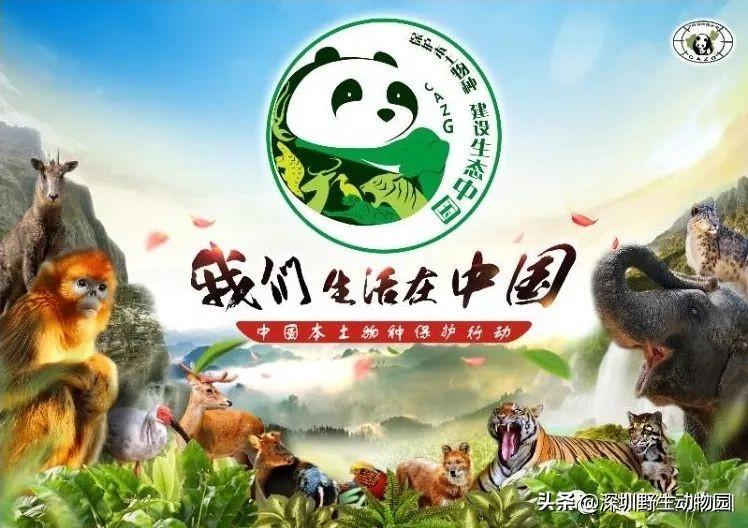 探索和谐共生，世界动物日简介世界动物日是哪一天?