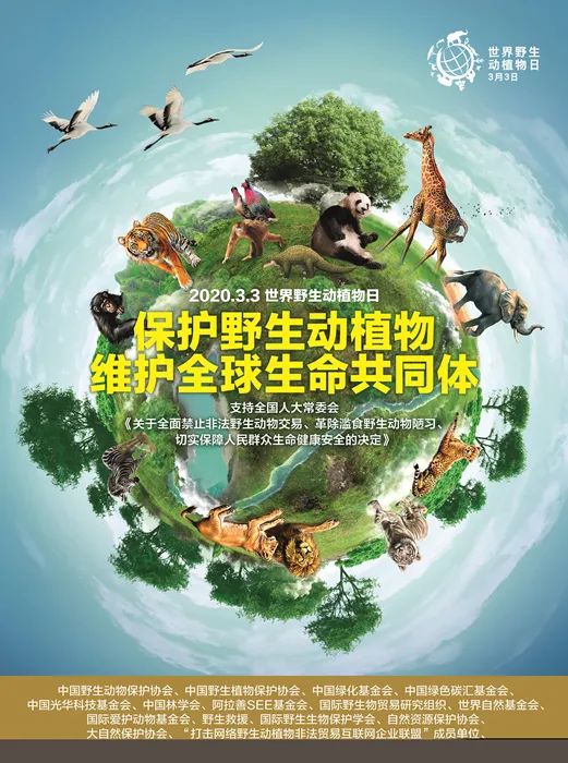 探索和谐共生，世界动物日活动的意义与影响世界动物日活动方案