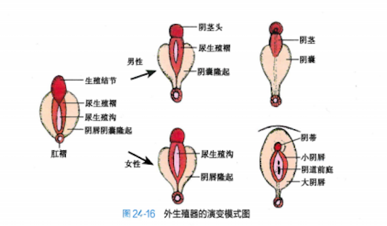 探索双性人生，殅器与自交的神秘面纱双性人生下来有什么特征